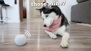 Husky Mom Reacts to her Puppies Sounds 5 Years Later..