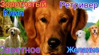 Золотистый ретривер|Клип|Заветное желание