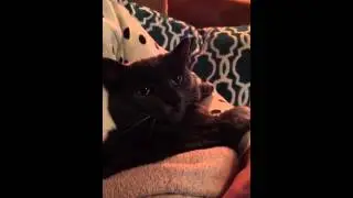 Fat Cat Burp
