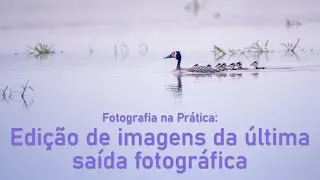 Fotografia na Prática: Editando imagens de aves do Tanquã