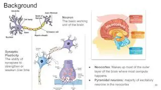 Modeling the brain and dendritic solutions to the credit assignment problem