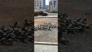 Piegons Eating Grains _ Madinah 