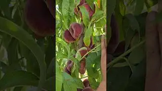 інжирні персики #садівництво #сад #максимгаранжа #garden