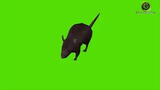 Rat Green Screen