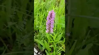 Ятрышник пятнистый (Orchis maculata).💐