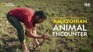 Amazonian Animal Encounter | Primal Survivor | हिन्दी | Full Episode | S2 - E1 | National Geographic