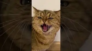 самые вредный кот!😅🐱