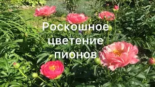 РОСКОШНОЕ ЦВЕТЕНИЕ ПИОНОВ