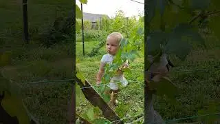 Каталония. 27 августа полностью созрела, едим 