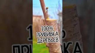 Прививка деревьев. 100% Результат! Одного дерево, 6 сортов! Методы прививки плодовых деревьев. 🌳