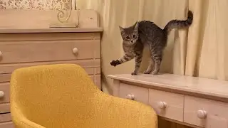 Как Луна 🐈 мебель собирать  помогала