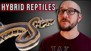 Top 5 Most INSANE Hybrid Reptiles