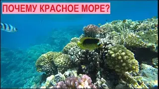Турция? Греция? Черногория? Кипр? Египет- лучшее море! Риф Красного моря 2021.