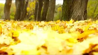 Stock Footage - Autumn Wind | VideoHive