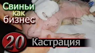 КАСТРАЦИЯ ПОРОСЯТ - ПРОСТО !!!