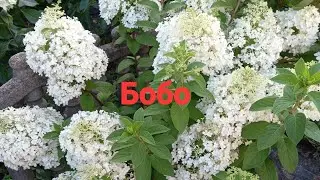Обрезка гортензии Бобо на ПЫШНОЕ цветение