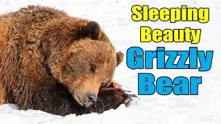 Sleeping Beauty Grizzly Bear  – Alaska Bears - Behind the Scenes