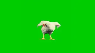 Green screen chicken(hen) with sound effect. An incredible effect that MUST WATCH by everyone.