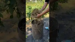 Выращивание огурцов в бочке 😍