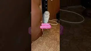 Муся не пустит хозяина с вахты🤣(соседка Муся) 