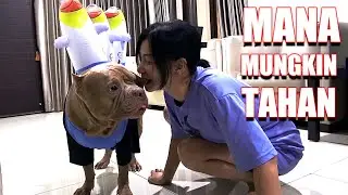 INI YANG BIKIN HEWIE PITBULL NGAMUK SAMA MOMMY 