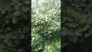 Рассказываю, как выросла у нас айва лет 13 назад. Айва - денежное дерево, приносит ЗДОРОВЬЕ.