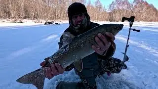 Зимняя рыбалка-Ленок-Крокодил!