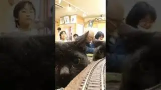 кошки и поезд 