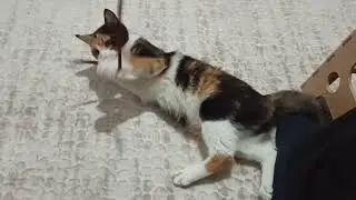 Kedi iple oynuyor, izle bakalım :) Eğlenceli kedi :) Funny Cat :) Cute Cat :)