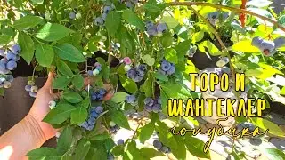 🫐голубика Торо & Шантеклер🫐 Обзор старых кустов.