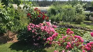 🌹🌿Обрезка розы ФЛОРИБУНДА.✂️