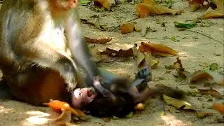 Worst mom monkey ever, Pity baby monkey was punished very hard by very bad mom