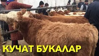 СОТУВГА БУКАЛАР КАМАЙИБ КЕТИБДИ. ТЕРГАЧИ МОЛ БОЗОРИ 3.01.2020