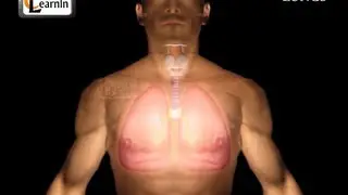 Human Lungs | Parts of Respiratory system | Human anatomy | 3D animation videos
