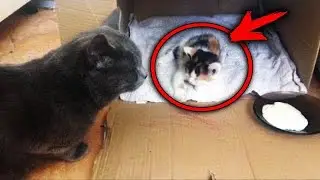 Котёнок плакал, ползая под чужим балконом. Девушка выглянула в окно и ее сердце дрогнуло...