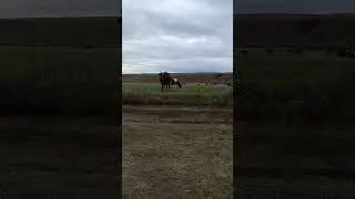 Удачный кадр... 