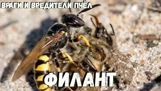 Опасный враг пчёл ФИЛАНТ или ПЧЕЛИНЫЙ ВОЛК