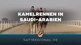 Kamelreiten: Niedersächsin tritt in Saudi-Arabien an