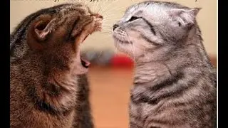 😺 Honey, don't swear! 🐈 Funny video with cats and kittens for a good mood! 😸