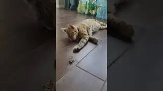 Bengal cat playing with cicadas #bengalcat #cat #bengalcatlovers