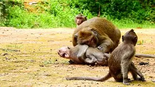 Terrifying ! Vienny Bite & Fight Julina Cruelty Until Around Convulsive, Seriously Attack Monkey