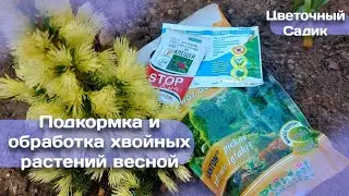 Сделайте это с хвойными растениями сейчас!