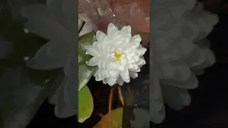 Зацвела нимфея 1000 лепестков, прощëл 1 месяц со дня посадки. #нимфеи #flowers #shortvideo #июль