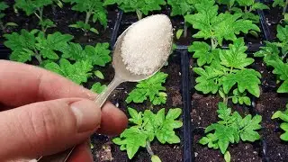 Вношу под любую рассаду! Толстеет на глазах! Даже дохлая оживает и прет во всю!