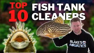 Top 10 Aquarium Cleaners - Fish that Will help Keep your Fish Tank CLEAN