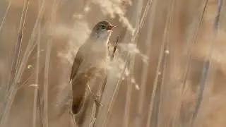 Brzęczka Locustella luscinioides Savi's Warbler - 09.05.2021 - stawy Grzybno (pow. śremski)