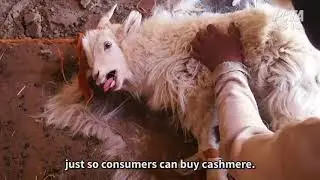 Cruelty Behind Cashmere Jumpers: Terrified Goats Scream in Pain
