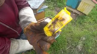 Подсадка матки в улей без матки и расплода. Часть 2. Выпускаем матку.