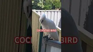COCKATOO BIRD 🇦🇺🪃🦜🦅🕊🐦