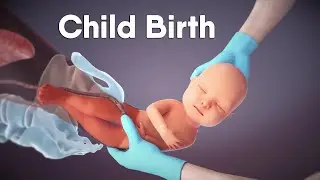 Labor And Delivery | Childbirth | Dandelion Medical Animation #labor